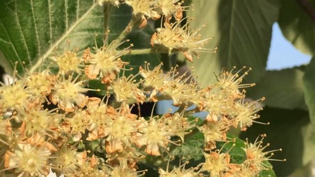 Whitebeam (Sorbus aria) - flowers close up - May 2018 смотреть онлайн