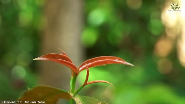 MORNING RELAXING MUSIC ☼ Uplifting Feeling And Positive Energy ♪ Soft Relaxing Piano Guitar Music