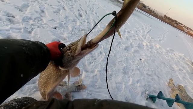 Такую жадную я еще не ловил. Щука с сюрпризом внутри смотреть онлайн