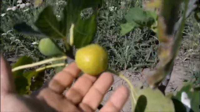 Инжир сорт Поморийский,второй урожай.14.08.2020 смотреть онлайн