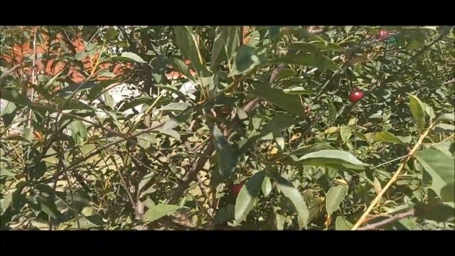 Июль  Ягоды  Огород