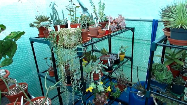 Re arranging Aloes, Haworthias, Gasterias & Agaves on plant shelves in the polytunnel смотреть онлайн