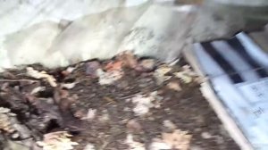 Компост, продолжение/Разведение червя дендробена