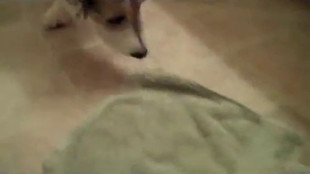 Полезная дрессировка