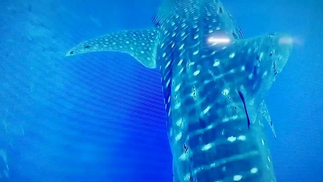 Огромная китовая акула . Морской житель Филиппин смотреть онлайн