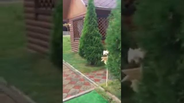 Выездная церемония бракосочетания Анатолия и Нины 05.09.15 (часть 1) смотреть онлайн