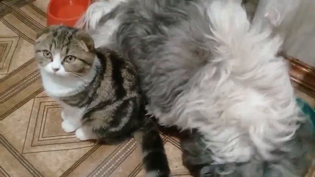 Моя собака ЛАКИ ЛАВ МИ смотреть онлайн