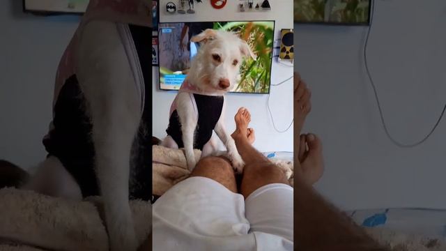 Estou castrada não morta! #doguinhofeliz #castração #familia смотреть онлайн