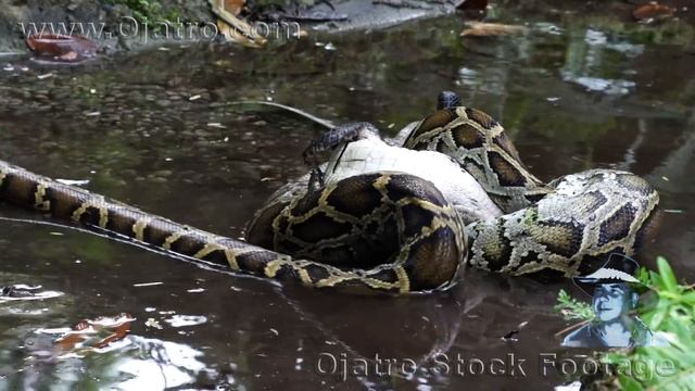 Alligator vs Big Python 01 Time Lapse смотреть онлайн