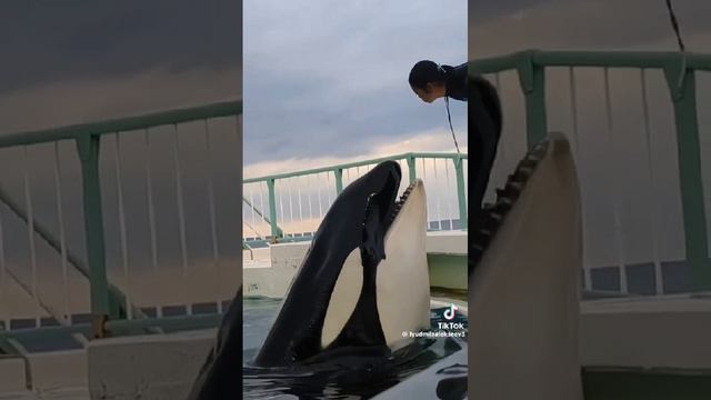 ❤️ ТЫ МОЯ НЕЖНОСТЬ ❤️ СУПЕР 💃🐬🔥 смотреть онлайн