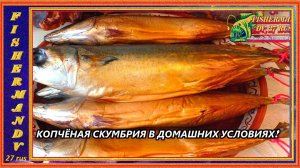 Скумбрия холодного копчения, от А до Я, от засолки до  копчения дома. #14