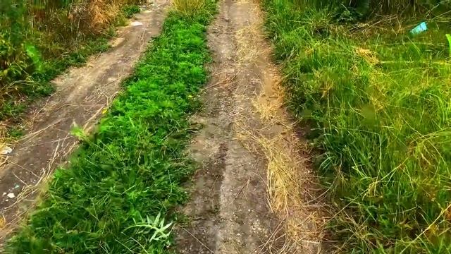 Пос. УРОЖАЙНЫЙ/ ДОРОГА/ ОСВЕЩЕНИЕ/?КОГДА?ОБРАТИТЕ ВНИМАНИЕ? смотреть онлайн