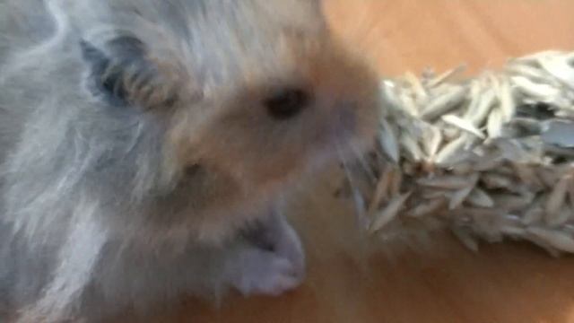 Наш лохматый ПЕРСИК. смотреть онлайн