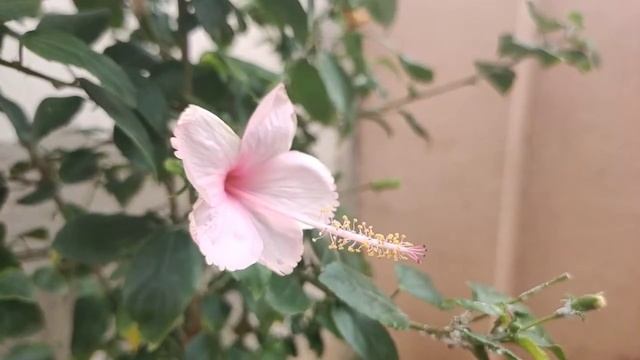 Pink Hibiscus flower смотреть онлайн