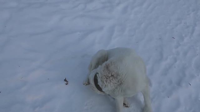 неделю спустя, бой двух сук породы алабай смотреть онлайн