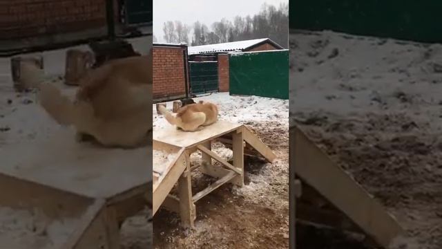 Первый снег. Лестница и малышня