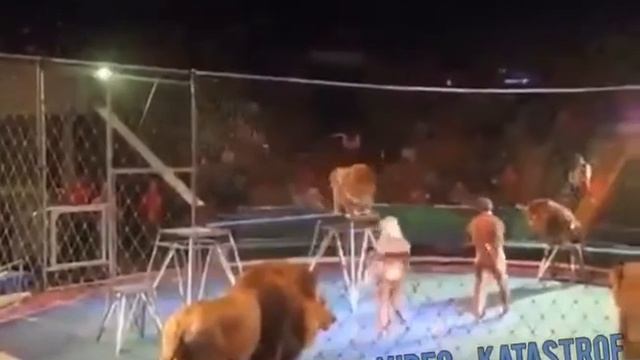 СМОТРЕТЬ ДО КОНЦА!? В цирке львы напали на дрессировщика. смотреть онлайн