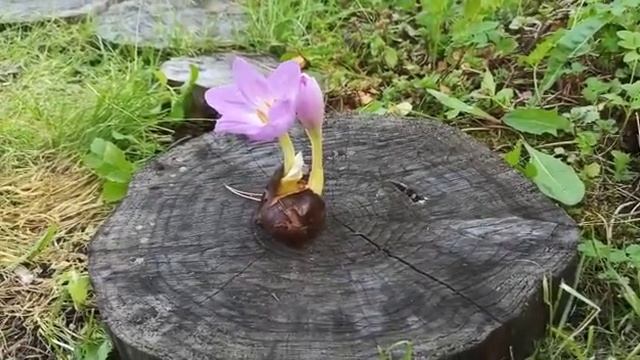 Колхиум (безвременник или осенник). Осеннее украшение сада смотреть онлайн