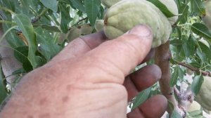 Миндаль сорта Форос и его опылители.сравнение одного с другими