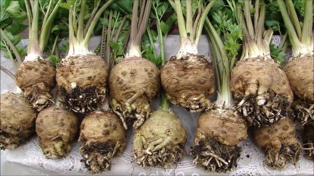 ЛЮБИМЧИК КОРНЕВОЙ СЕЛЬДЕРЕЙ И ДРУГИЕ! 22 сентября 2019 года. смотреть онлайн