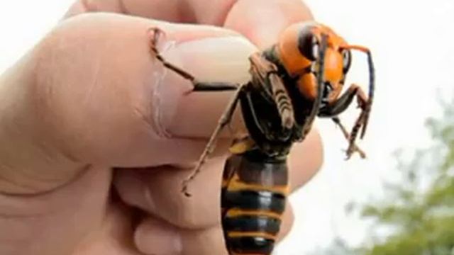 Что будет если укусит шершень/факты о шершнях смотреть онлайн