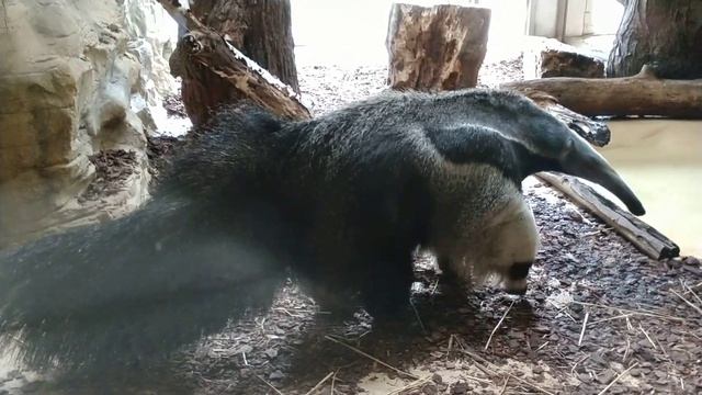 Vienna zoo Венский зоопарк, 2018 муравьед, тапир смотреть онлайн