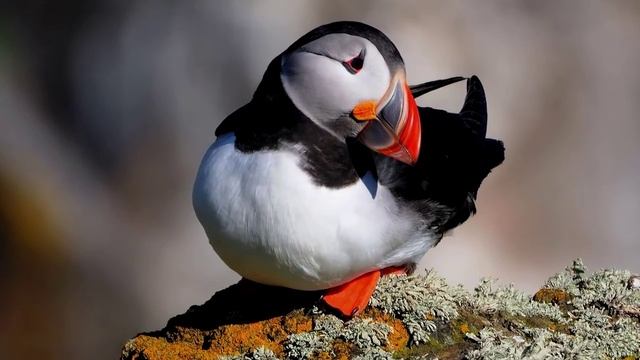 ЗАЧЕМ НУЖНЫ КОМАРЫ смотреть онлайн