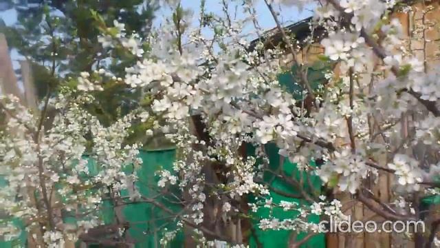 Выходные на даче.Неделя тепла. смотреть онлайн