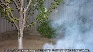 Чем обработать грушу весной от вредителей и болезней