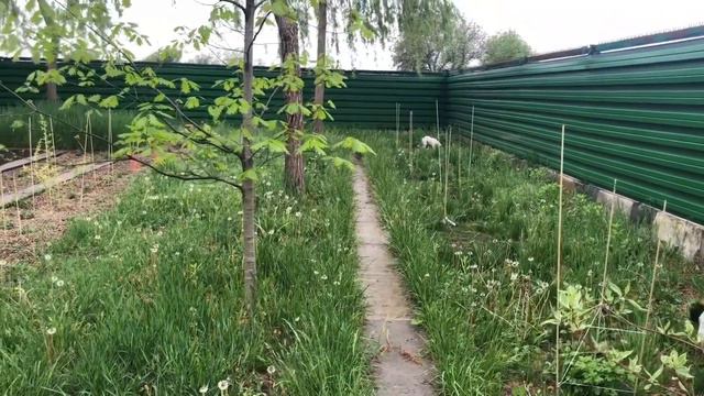 Французский бульдог Мира досужая девчёнка! смотреть онлайн