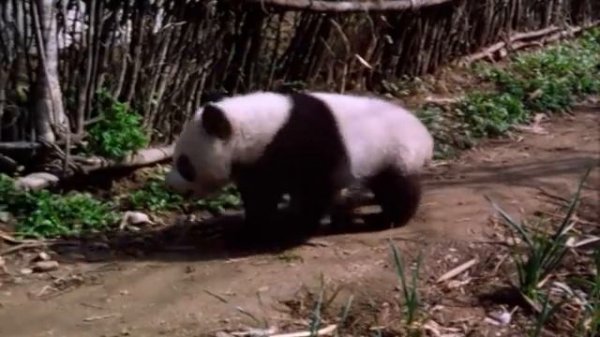 Wild China: Pandas - Living With Giants | Panda Documentary | Natural History