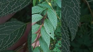 форзиция кумсон цветет в сентябре