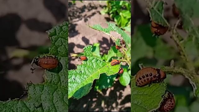 яйца и личинки Колорадского жука?eggs and larvae of the Colorado potato beetle смотреть онлайн