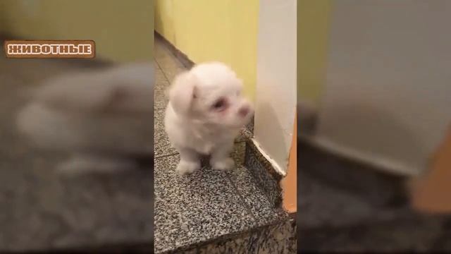 Щенки лают - подборка видео с милыми лающими собачками. смотреть онлайн