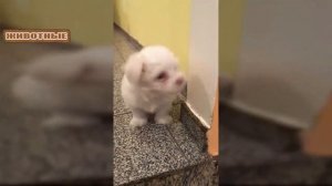 Щенки лают - подборка видео с милыми лающими собачками.