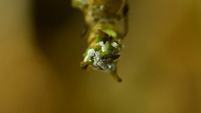 White-footed ants tending to cotton mealybugs смотреть онлайн