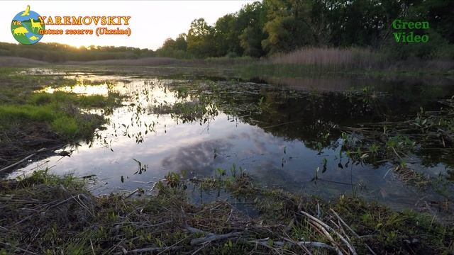 Звуки дикой природы. Озеро Рыжеватое. Голоса птиц: поёт соловей, камышовка Birdsong. Квакают лягушк смотреть онлайн