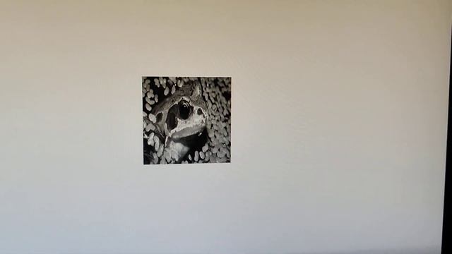 Using Python to resize all images and change to grayscale смотреть онлайн