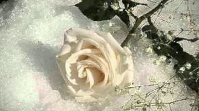 Роза белая смотреть онлайн