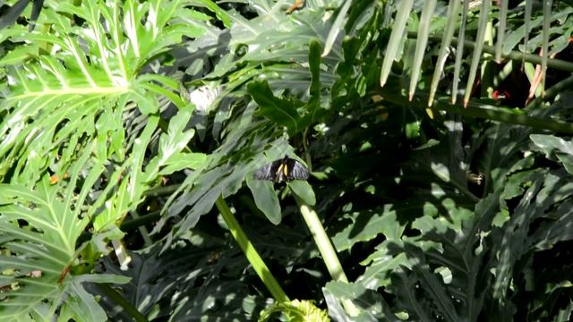 Technology X Nikon D7100 Review: Zoom смотреть онлайн