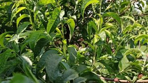 Нектарин из косточки.