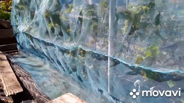 Как защитить виноград от ос и шершней