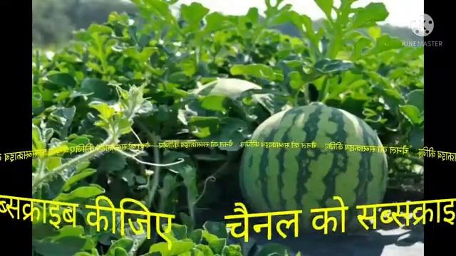 प्रेग्नेंसी में सपने में तरबूज देखना. Pregnancy mein sapne me tarbooz dekhna.#ToSeeWatermelonInDrea смотреть онлайн