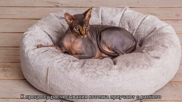Как ухаживать за кошкой и котом в домашних условиях смотреть онлайн