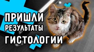 Пришел результат гистологии опухоли кота Кузи. Чипируем собак. У Вилли дикий страх улицы.