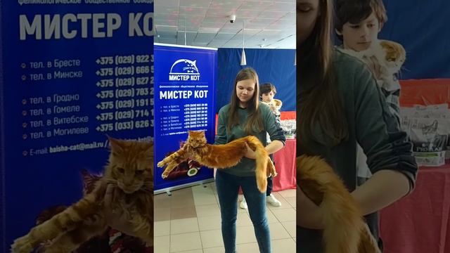 Выставка кошек. Котёнок Мейн-кун смотреть онлайн