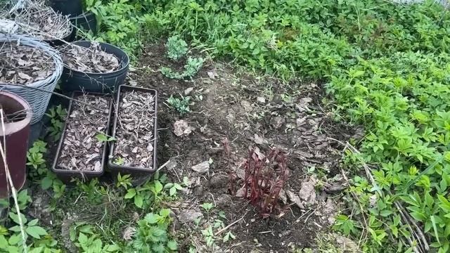 ДАЧНАЯ ЖИЗНЬ. ЧУЛКИ ДЛЯ ДЕРЕВЬЕВ и СНЫТЬ. N2 смотреть онлайн