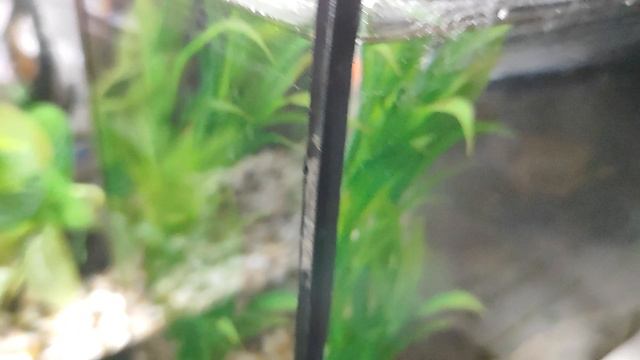 Мои аквариумные рыбки смотреть онлайн