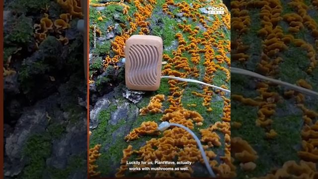 El Sonido de los Hongos - La Naturaleza y sus sonidos!!! hermoso смотреть онлайн