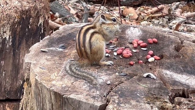 Приручаем бурундука! 🐿 Вкусный обед для бурундучка! Ботанический сад Владивостока. смотреть онлайн